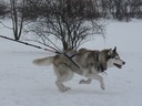 Manchmal liegt im Winter genug Schnee, dass sie darin richtig rennen kann...