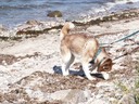 Am Strand hilft sie beim Muschelsuchen.