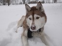Mit Schneebart!